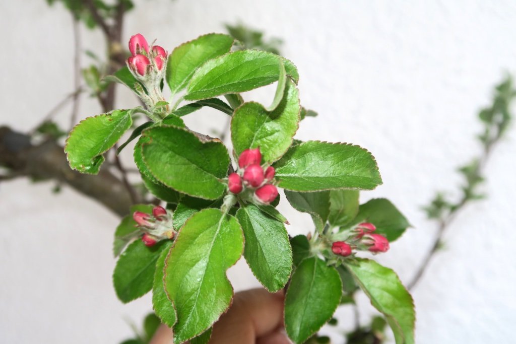 2016-04-24 18.20.57.jpg