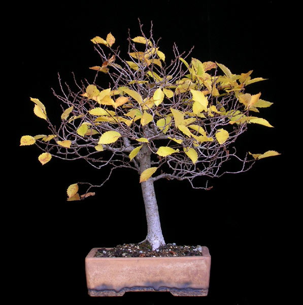 1016200608Ulmus.jpg