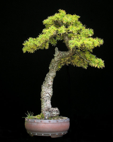 1016200606Larix.jpg