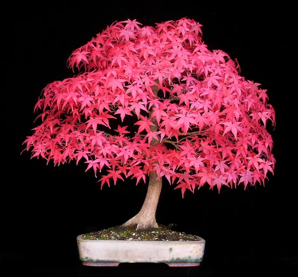 1016200603Acer-palmatum.jpg