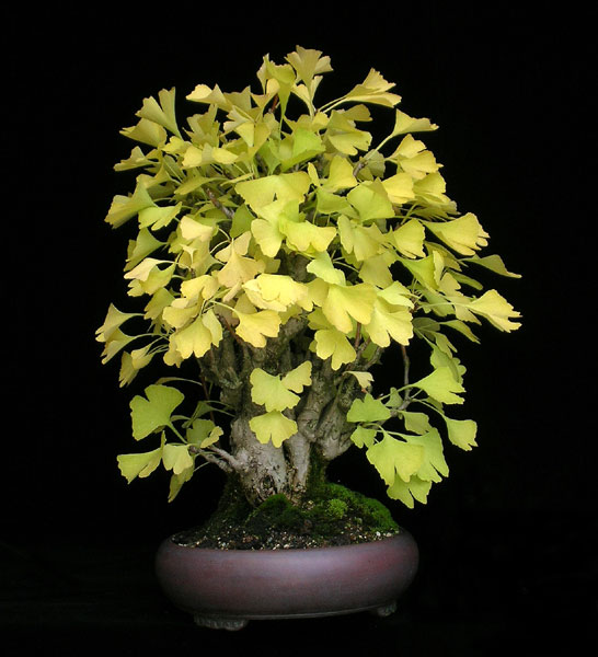 1016200607GinkgoYatsubusa.jpg