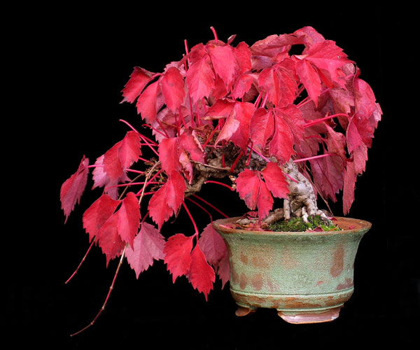 1016200645Parthenocissus.jpg