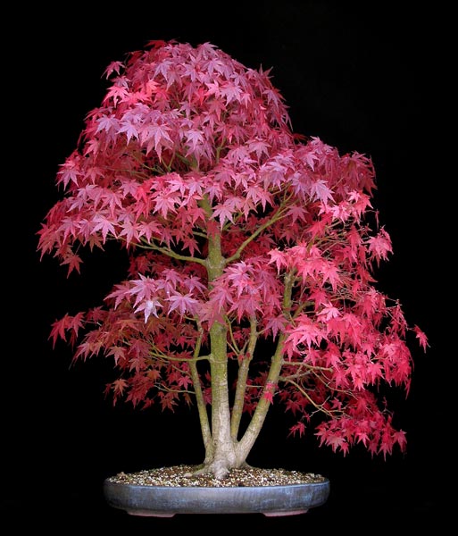 1016200612Acer-palmatum.jpg