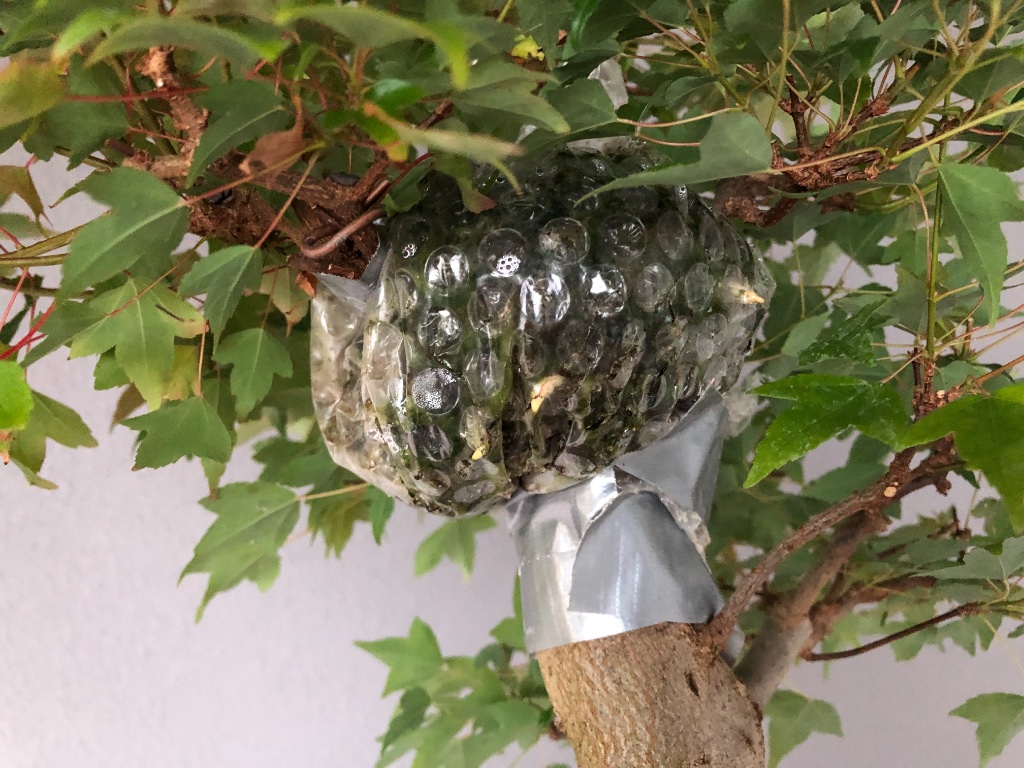26. Juni 2019: 3 Wurzeln spitzen...