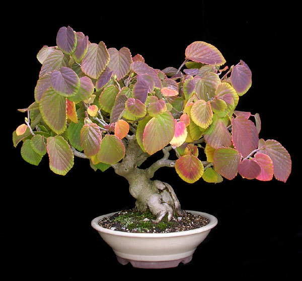 1016200609Corylopsis.jpg