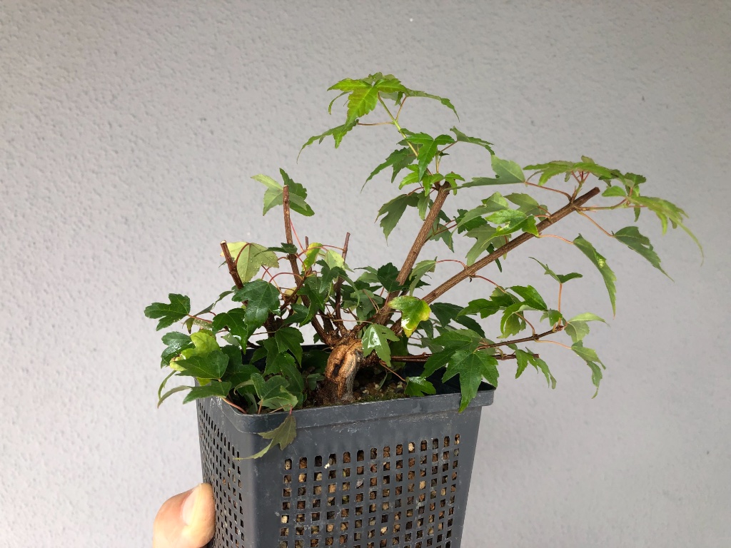 26. September 2019: jetzt heißt es warten und hoffen, dass am Kallus noch einige Wurzeln herauswachsen. Der kleine Dicke steht im Glashaus, bekommt viel spätsommerliche Wärme. Erst mal ein Jahr Zeit geben und dann sehen wie sich der Wurzelballen entwickelt.