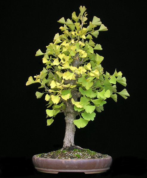 1016200605Ginkgo.jpg