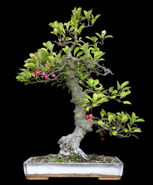 1016200644Malus.jpg
