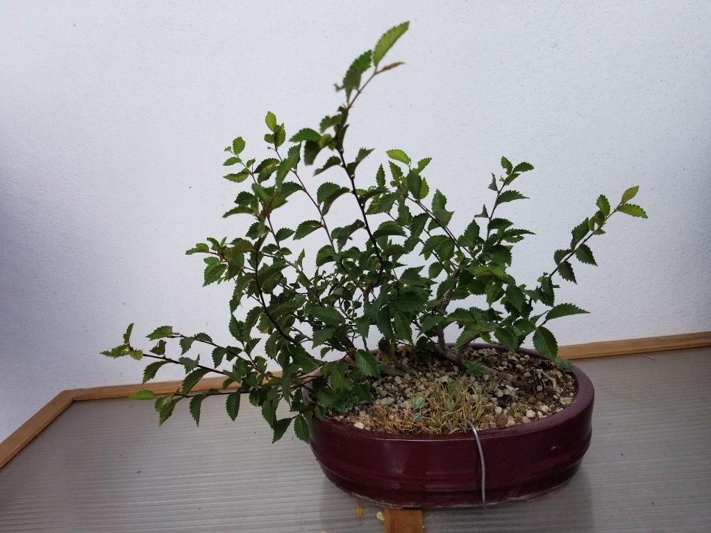 20190705_u.pumila#9.jpg
