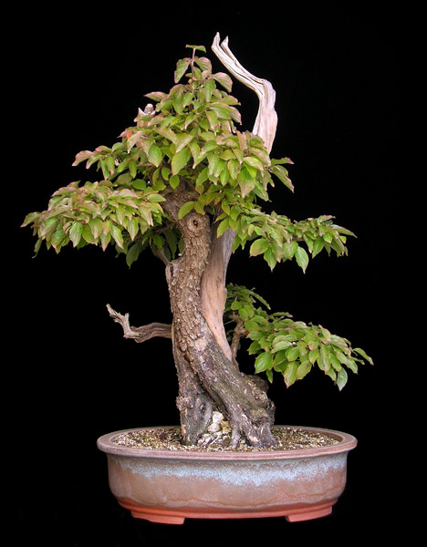 1016200642Cornus-mas.jpg