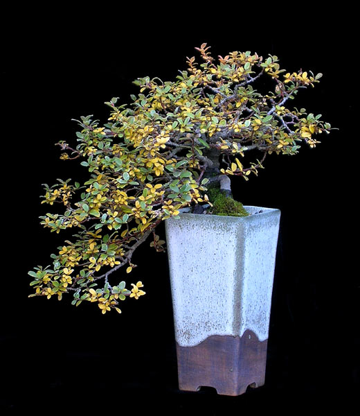 1016200617Salix.jpg