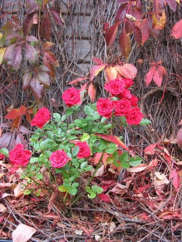 new_20061015151045.jpg