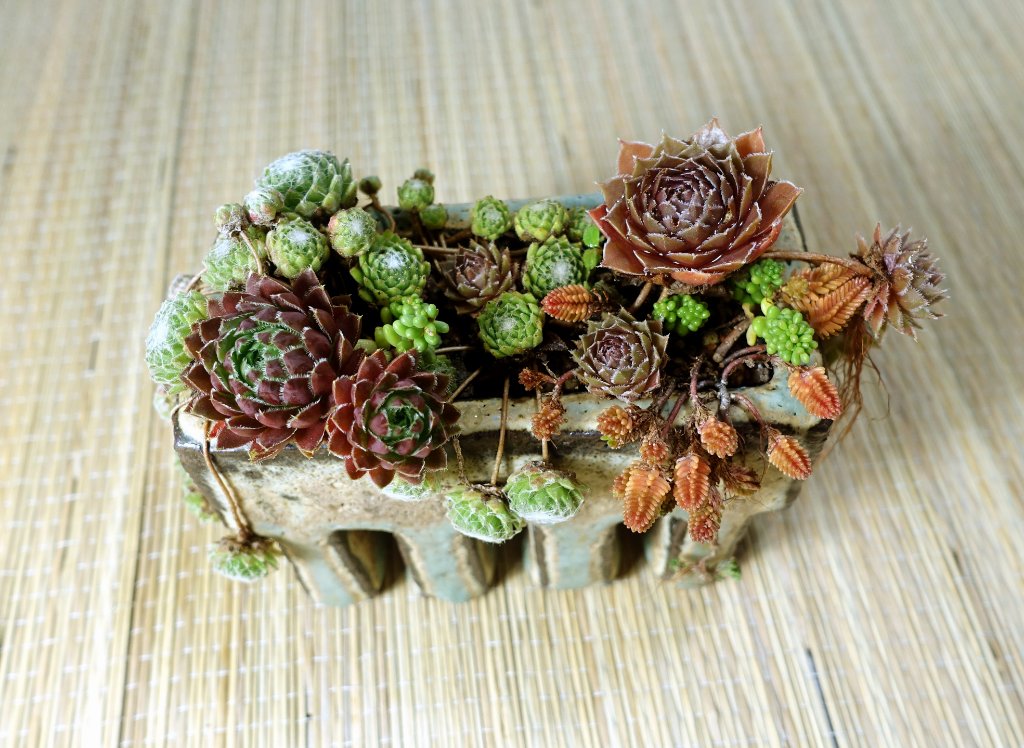 Sempervivum05_2019-03e.JPG