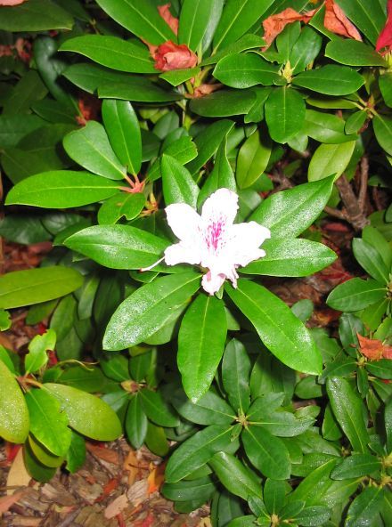 Rhododendron zum wiederholten Male mit 2. Blüte