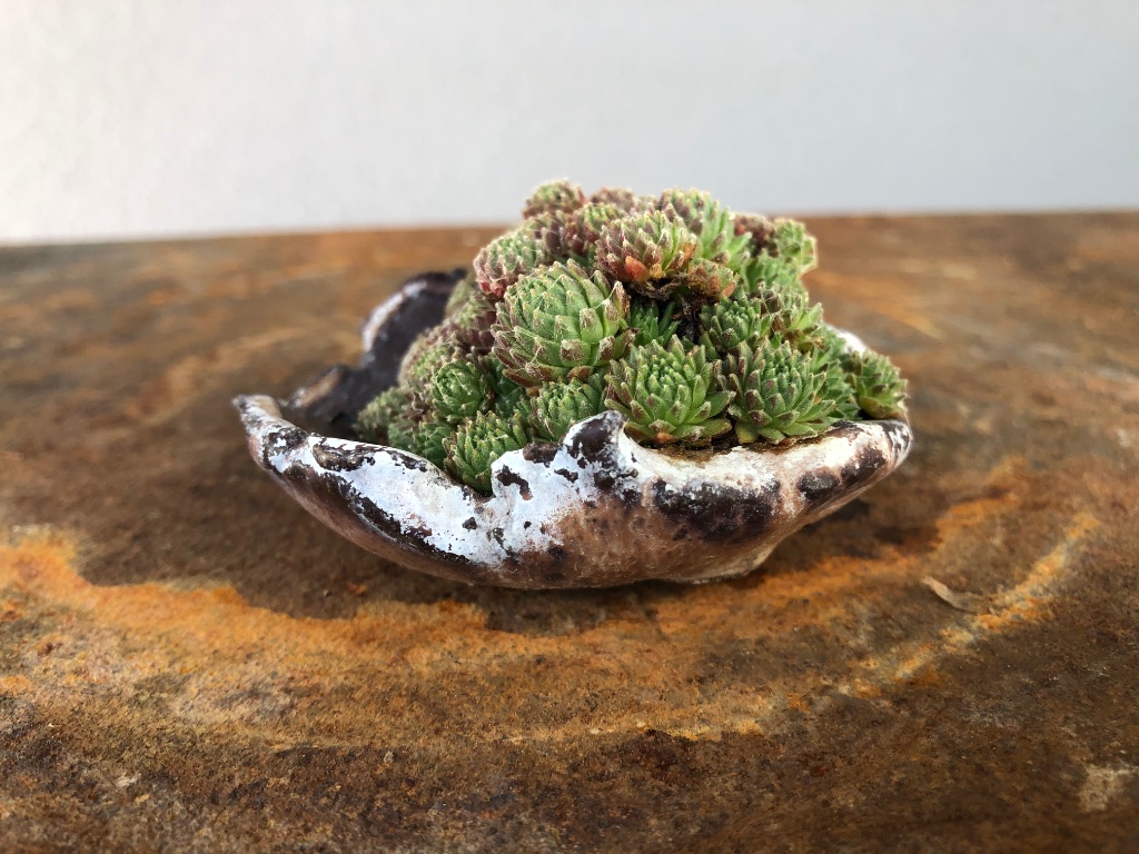 Mini-Hauswurz in 5cm-Schale