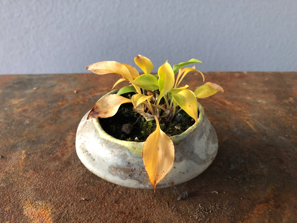 Hosta