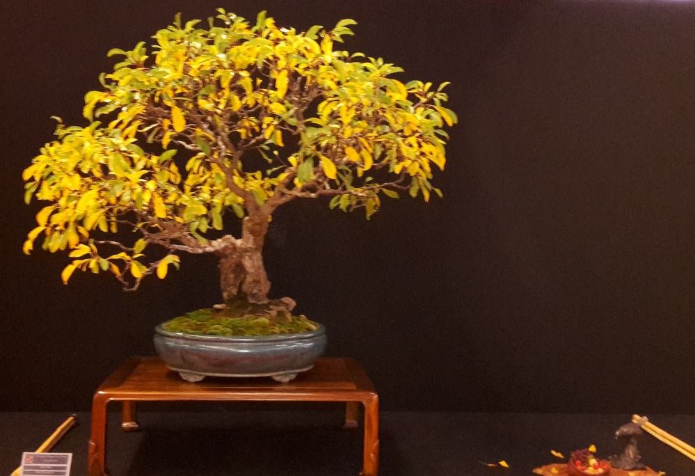 Leider ein schlechtes Bild von einem tollen Display. Schöner Baum und Beisteller, tolle Atmosphäre
