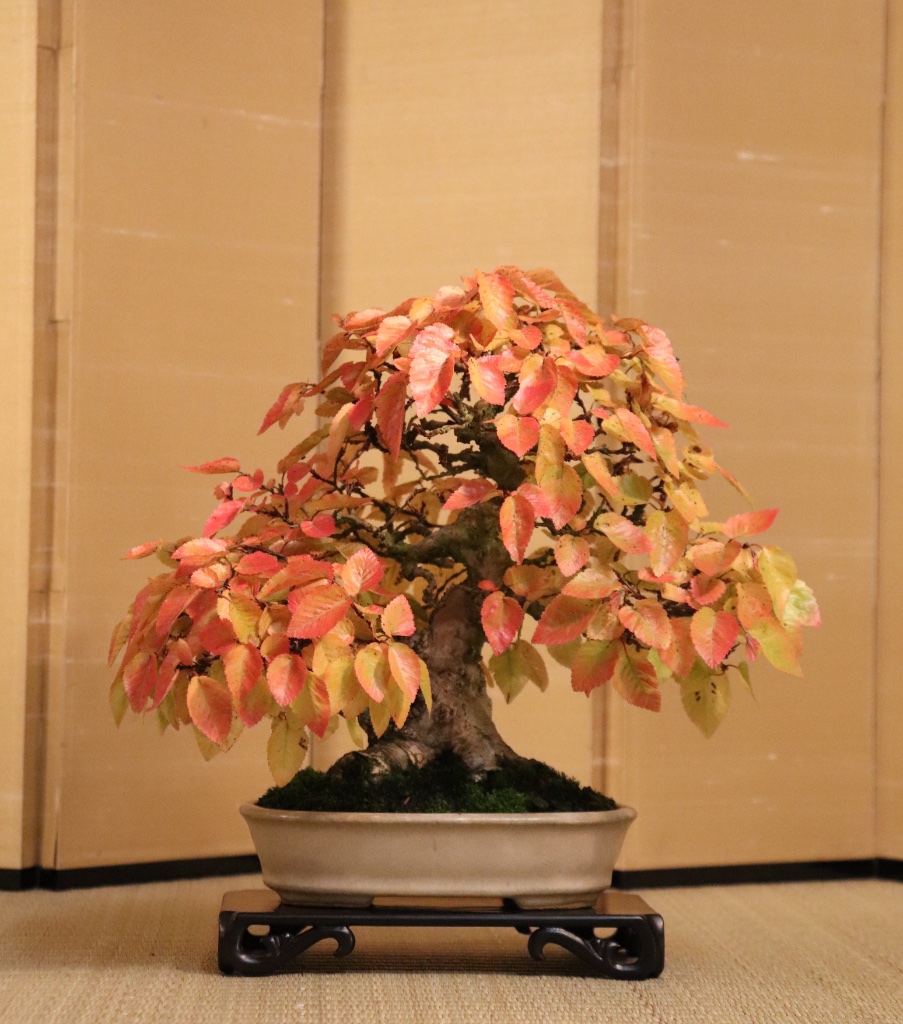 IMG_2988b.JPG