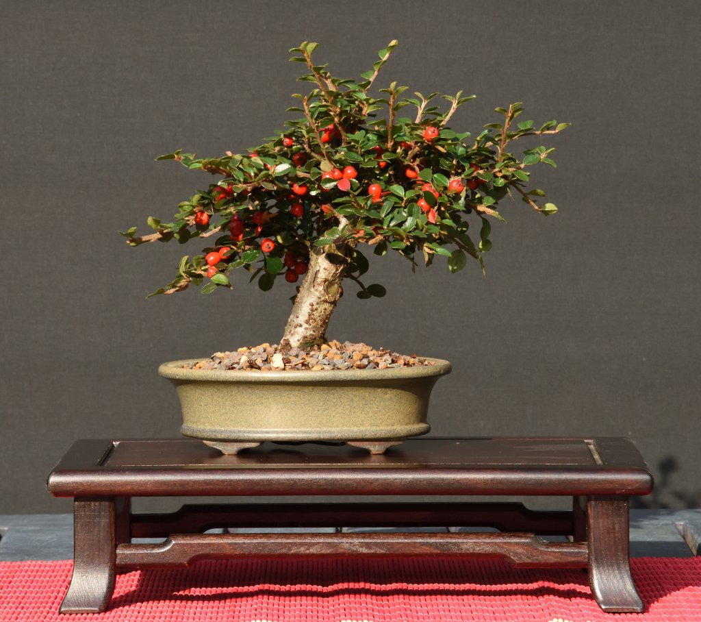 Cotoneaster