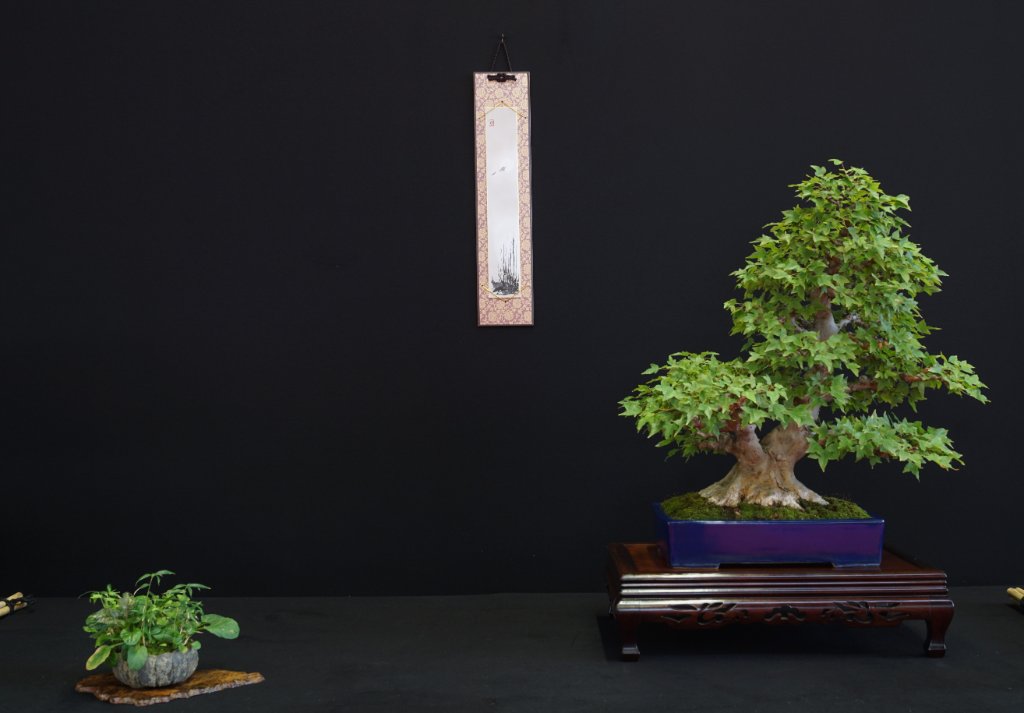 Bin mir nicht sicher, ob der Baum nach rechts oder links geht; daher auch ein Fragezeichen hinter der Position des Beistellers. Nebari ausgezeichnet, da nicht übertrieben. Exzellenter Tisch. Das Blau der Yamaaki-Schale ist eine Wucht.