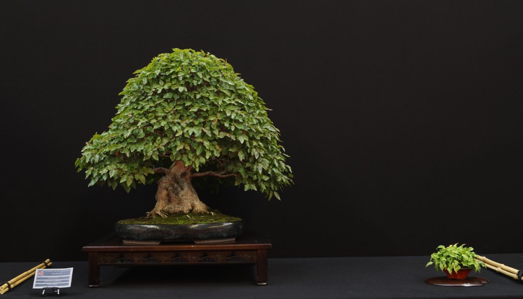Klaus' Hainbuche noch voll im Grün. Klassisch auf Silhouette hin gebaut mit kräftigem Stamm. Schale wunderbar zurückhaltend; sehr schön ornamentierter Tisch. Chapeau!