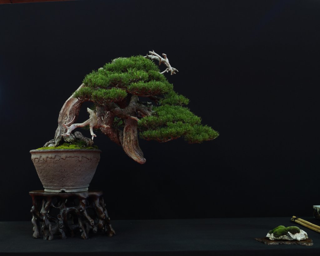 Schon oft gesehen, aber immer wieder eine Freude: Enzos archetypischer Mugo-Bonsai.