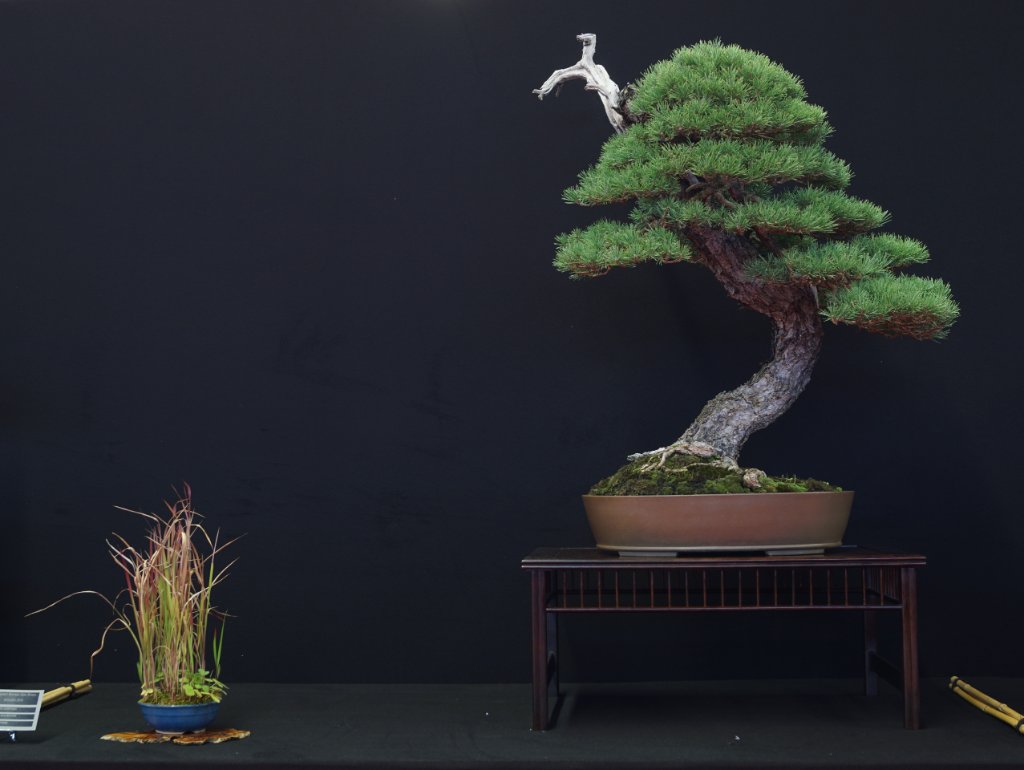 Quintana III: Elegant und ausgewogen. Best Big Size Conifer ist eine verdiente Auszeichnung.