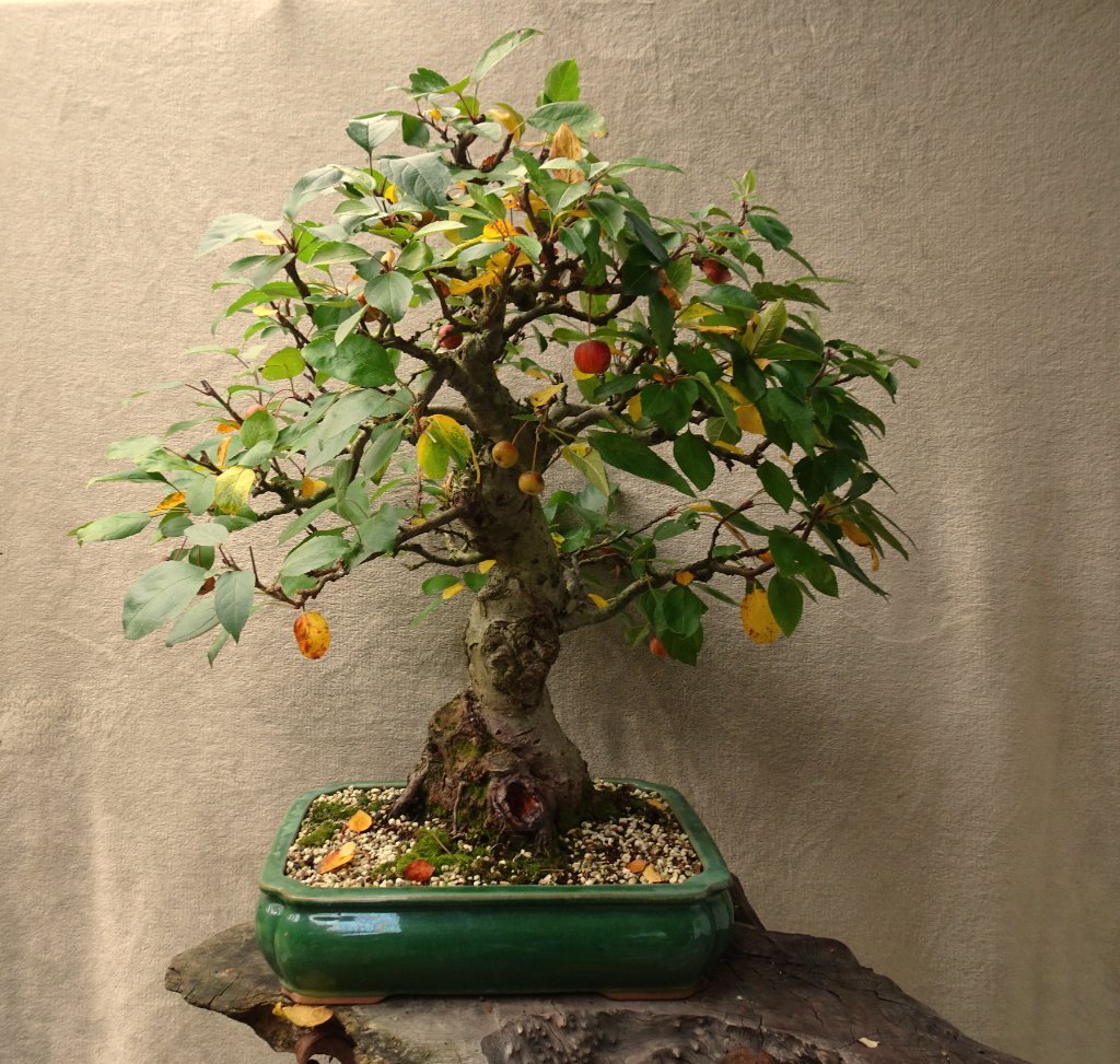 Apfel,Arco_2019_10.JPG