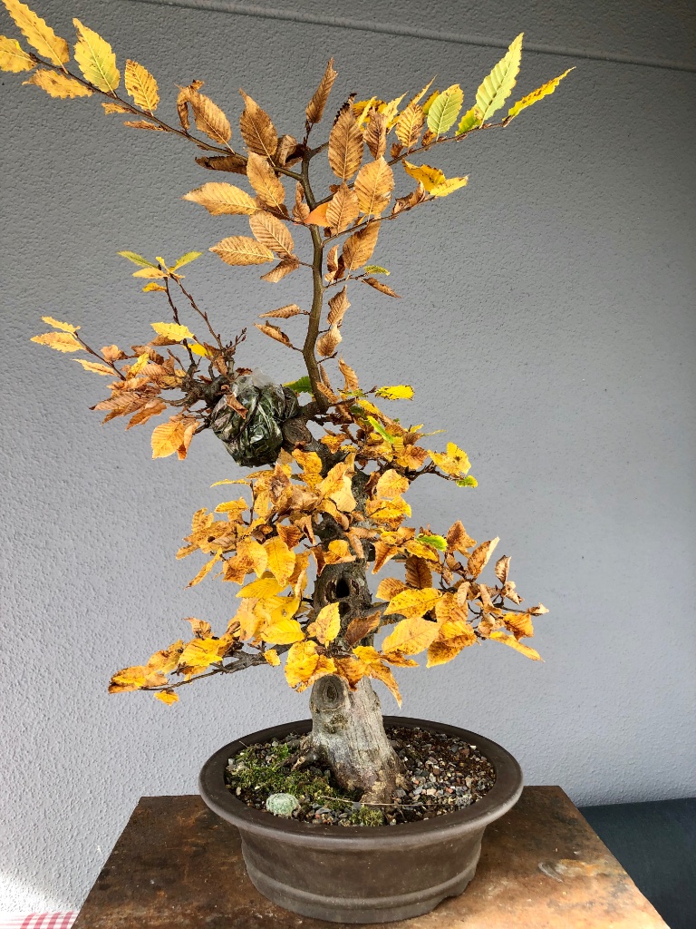 20. Okt 2019: der Gipfel ist gut gewachsen