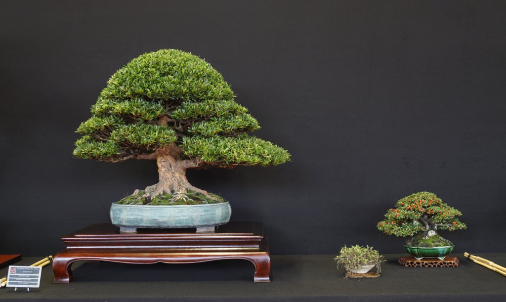 Dieser Rhododendron ist nun wieder ganz und gar "old school". Das Grün wunderbar ausgearbeitet, edle Gesamterscheinung. Der Cotoneaster verdient mehr als nur einen Blick.