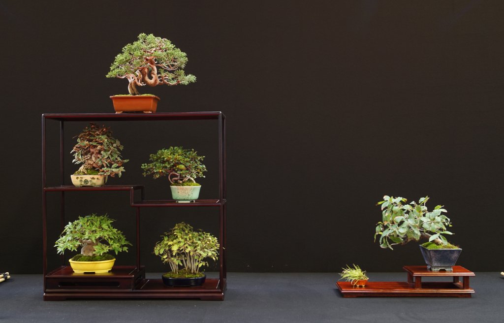 2019-10-12 Saulieu, Shohin-Display, Bruno Heller.JPG