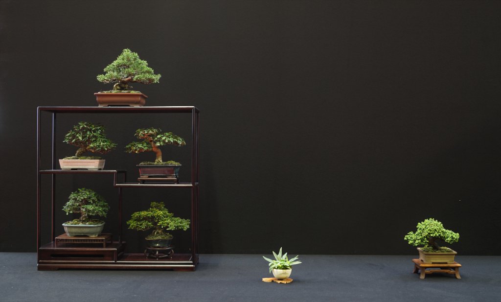 2019-10-12 Saulieu, Shohin-Display, Eric Vieren.JPG