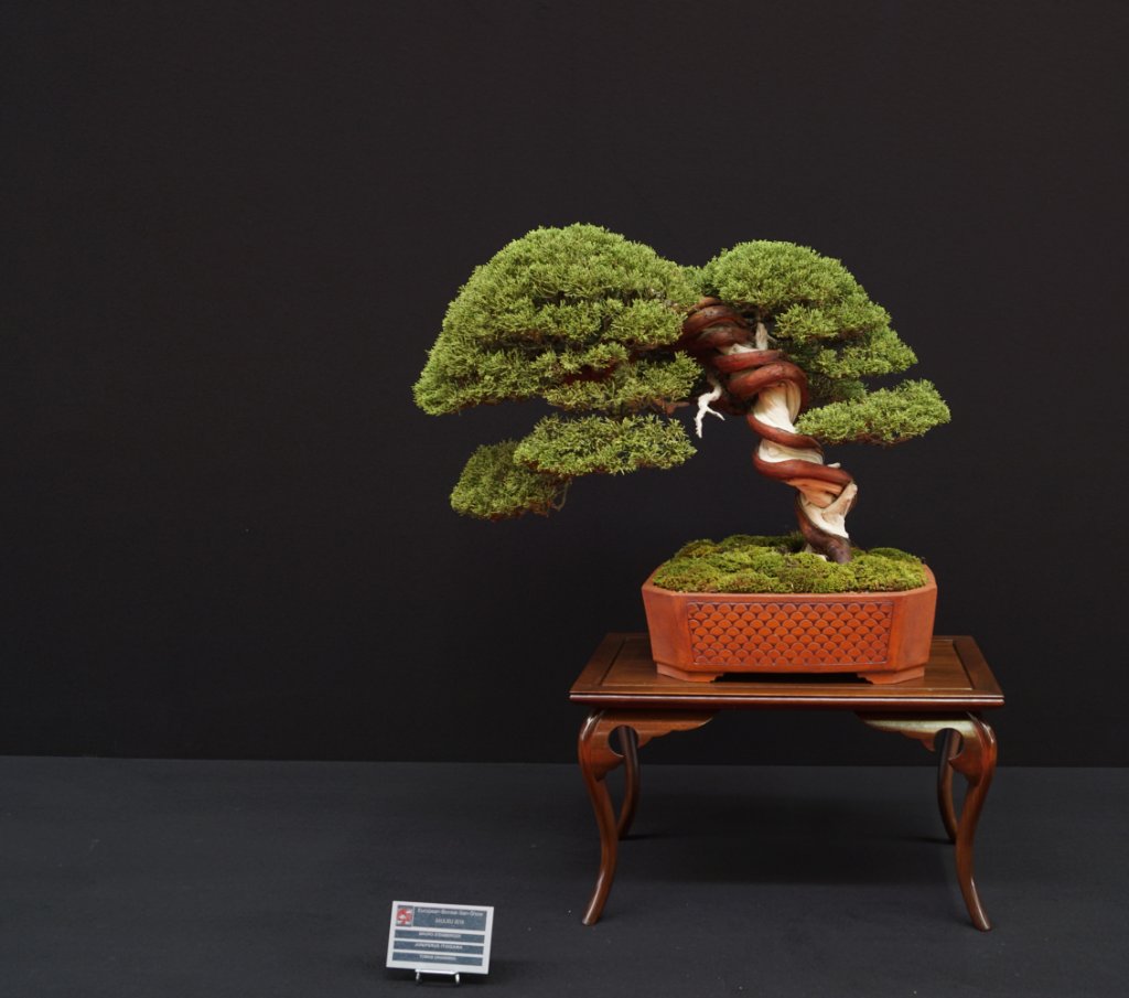 2019-10-12 Saulieu, Juniperus chinensis 'Itoigawa', Mauro Stemberger, Tomas Gramming.JPG