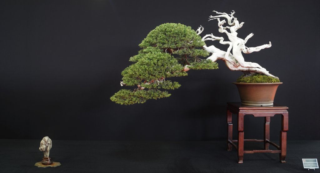 2019-10-12 Saulieu, Juniperus sabina, Mauro Stemberger, Japan.JPG
