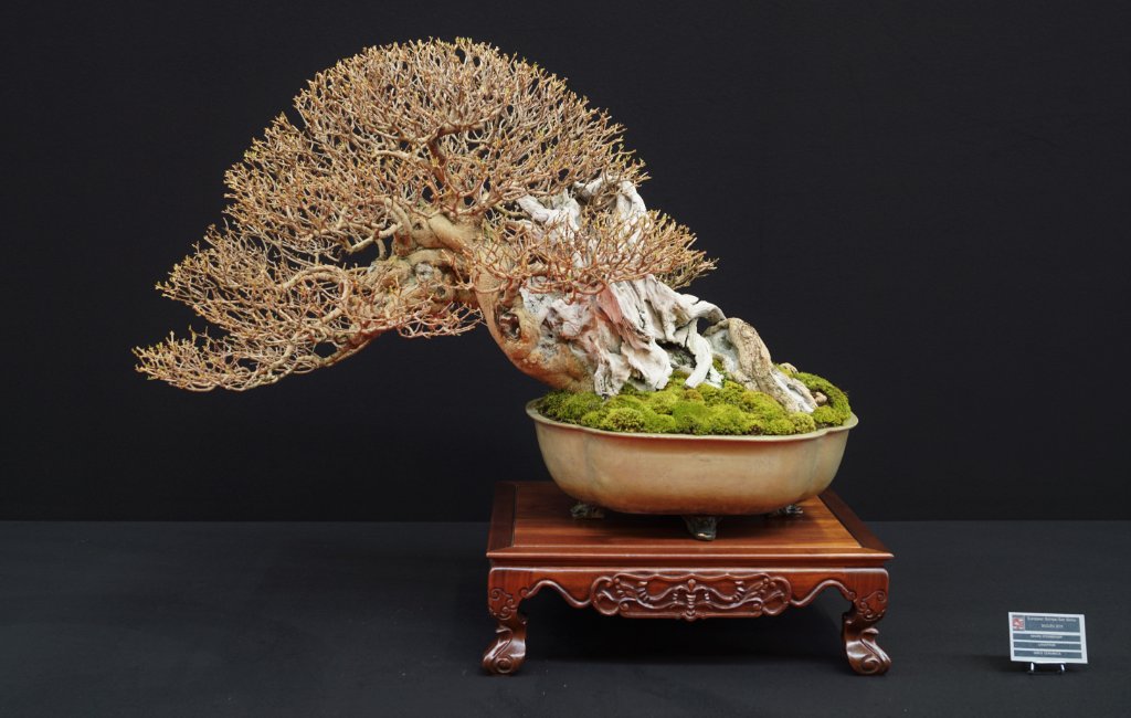 2019-10-12 Saulieu, Ligustrum sp., Mauro Stemberger, Greg Ceramics.JPG