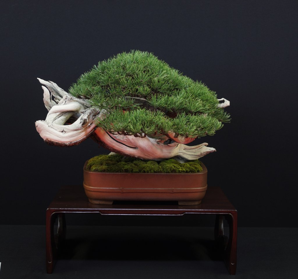 2019-10-12 Saulieu, Pinus mugo, Mauro Stemberger, Tokoname.JPG