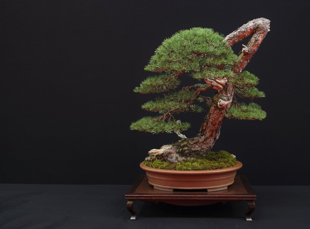 2019-10-12 Saulieu, Pinus sylvestris, Mauro Stemberger, Tokoname.JPG