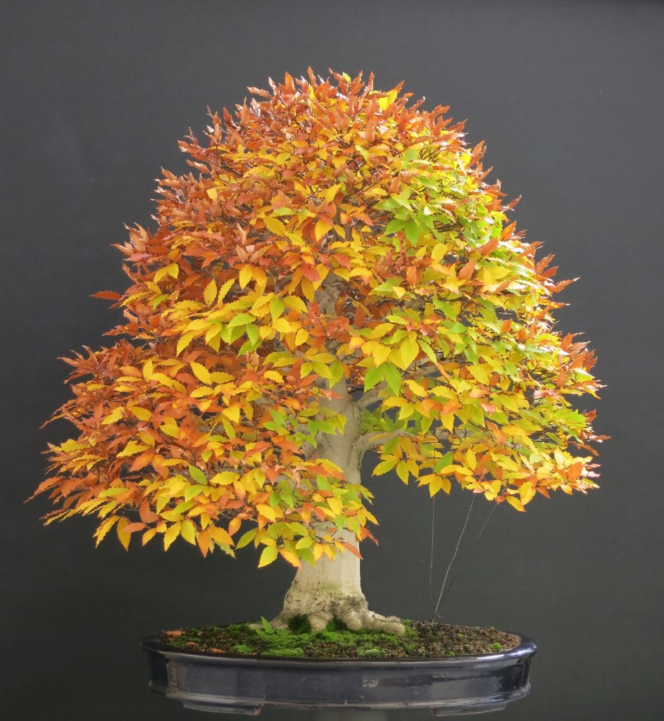 Fagus Crenata  24.10.2019.JPG