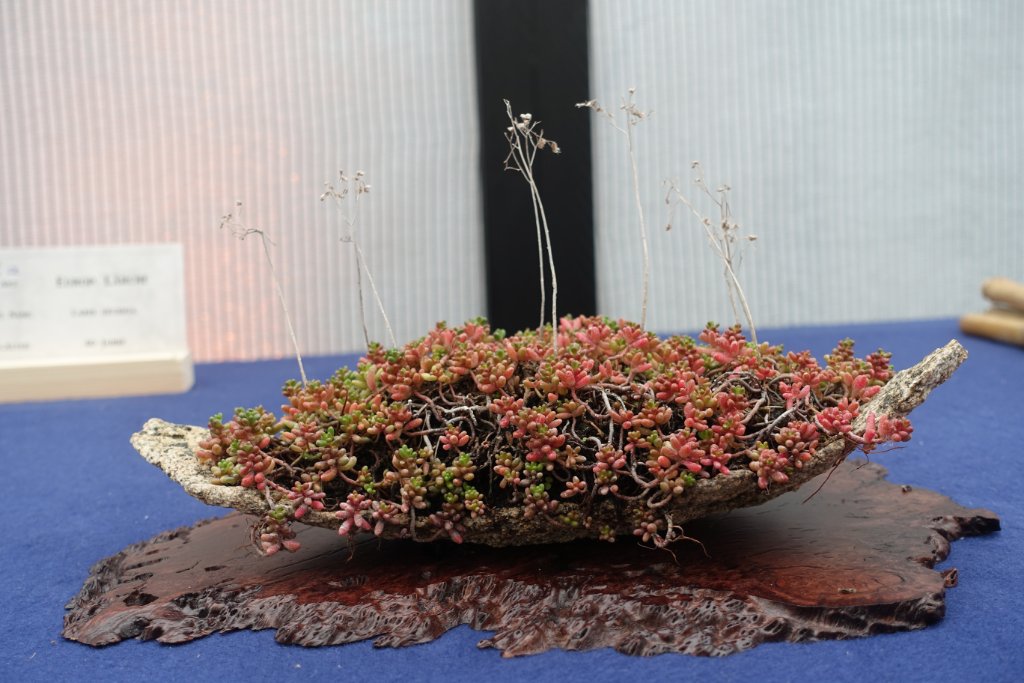 Sedum