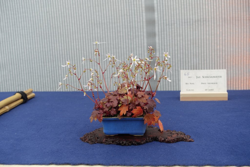 Herbst-SteinbrechSaxifraga cortusifolia var. fortunei 'Rokujo'