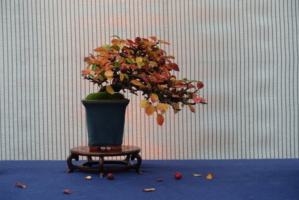 Zwergmispel Cotoneaster