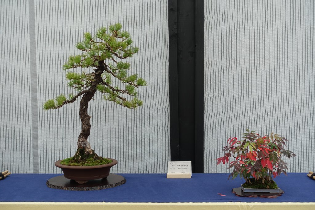 Japanische Schwarzkiefer