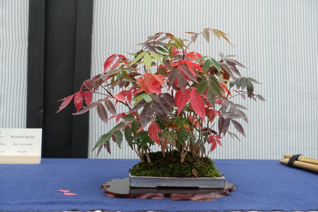 Essigbäume Rhus succedana