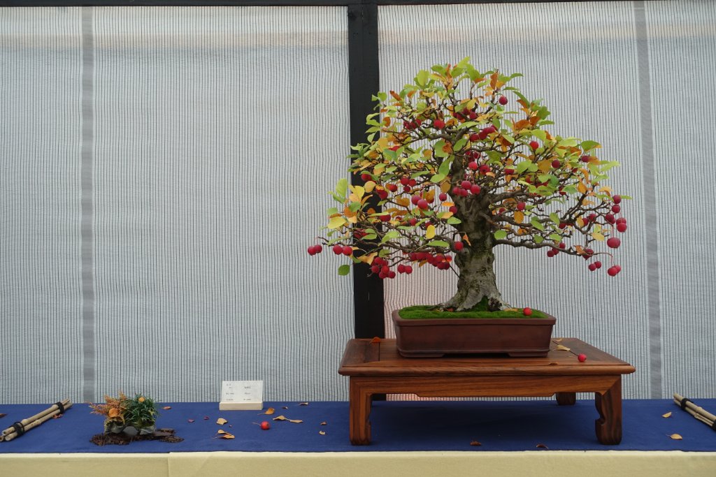 Apfel