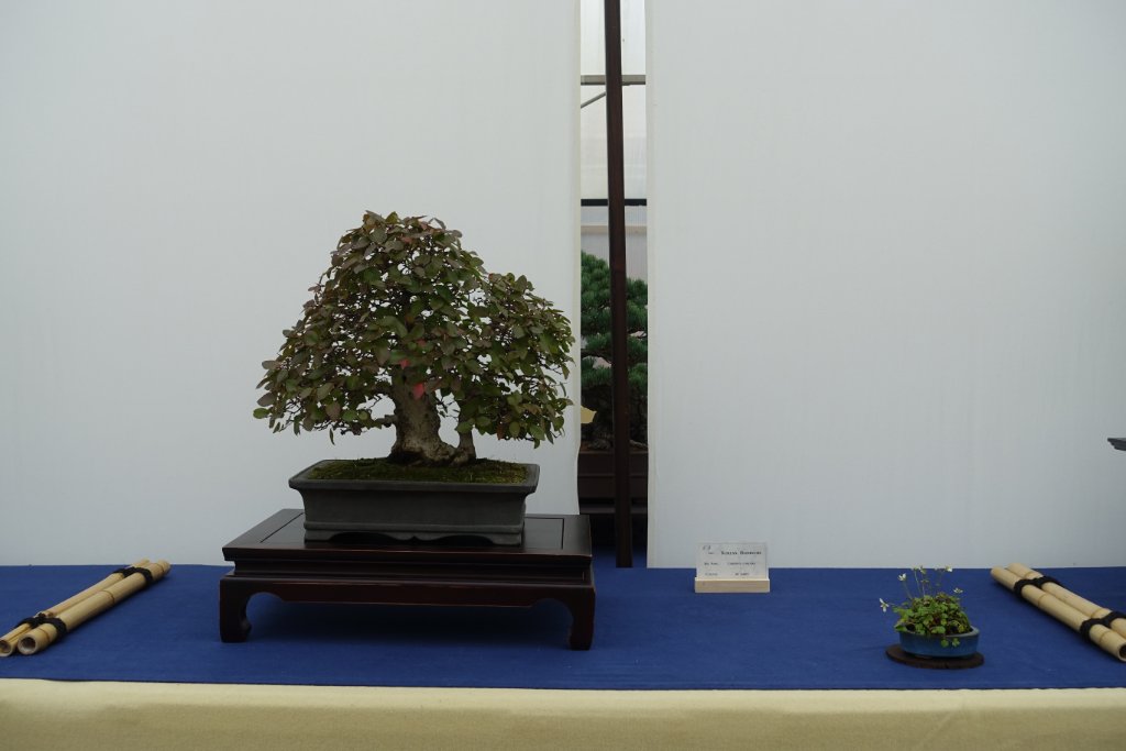Koreanische Hainbuche