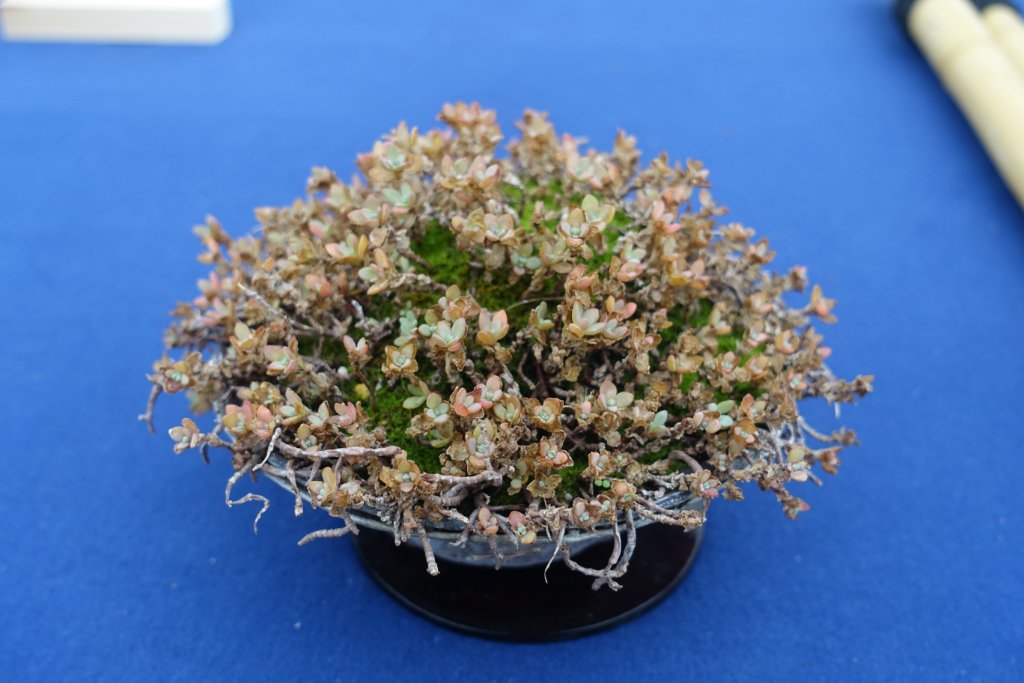 Sedum