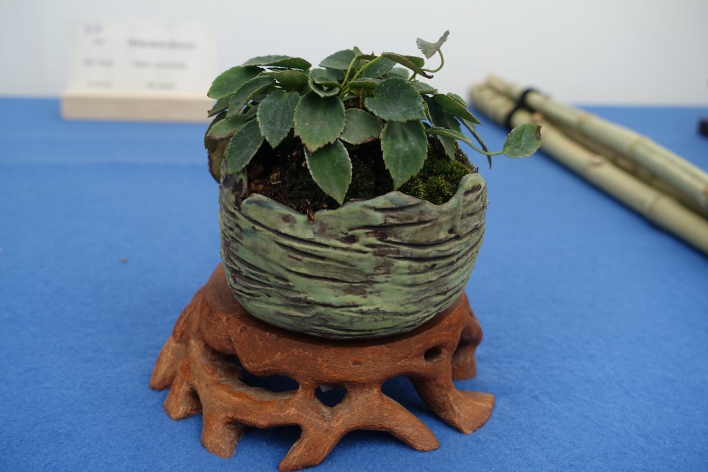 Japanische Schaumblume Tanakea radicans