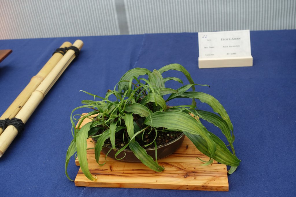 Erdorchidee Pleione