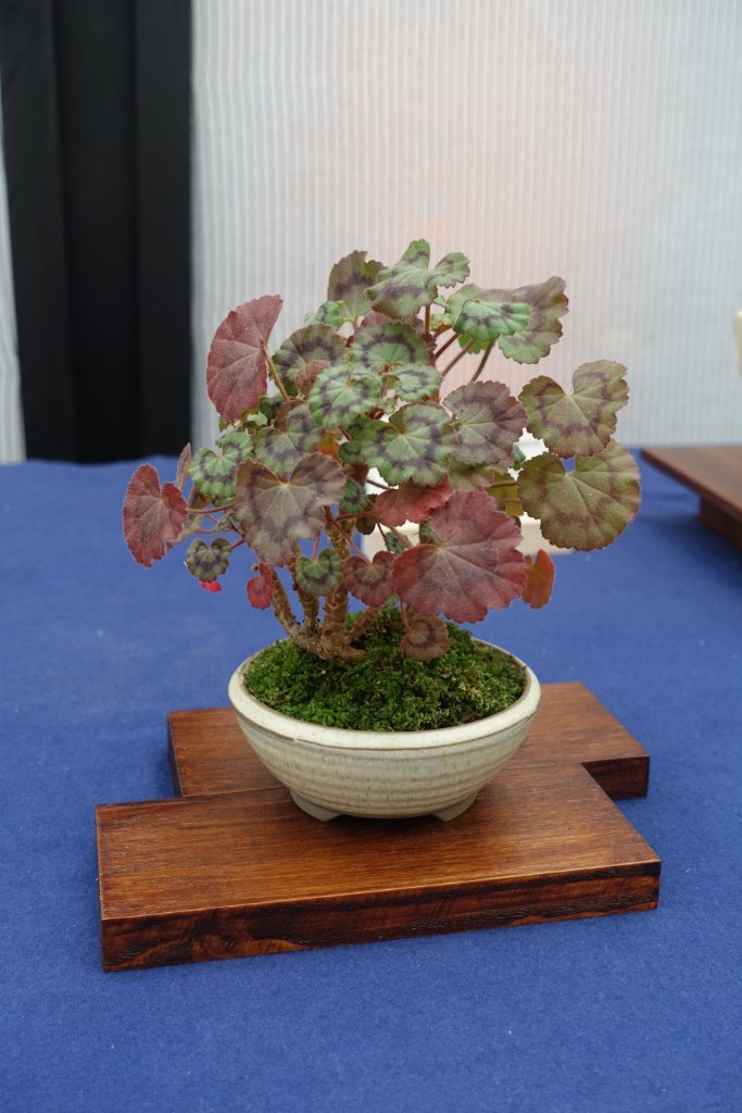 Pelargonie