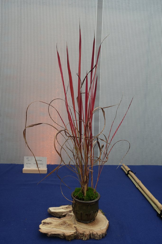 noch ein Japan-Blutgras
